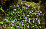 <i>Primula flagellaris </i>