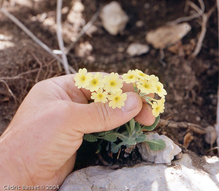 <i>Primula flava </i>