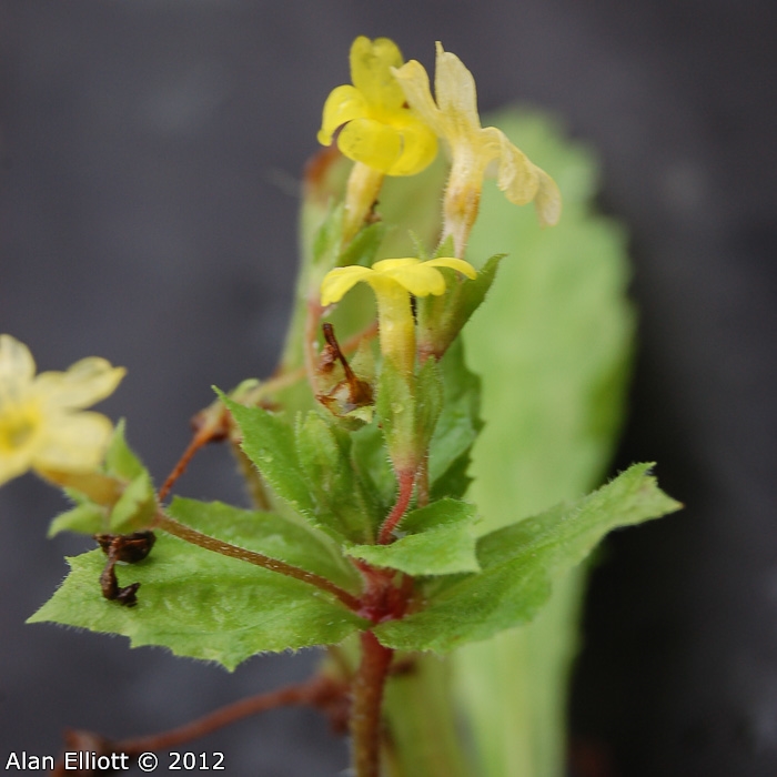 <i>Primula floribunda </i>