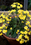 <i>Primula floribunda </i>