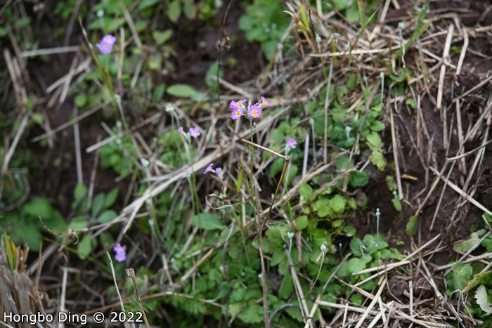 <i>Primula forbesii </i>