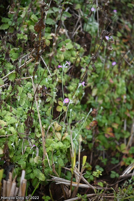 <i>Primula forbesii </i>