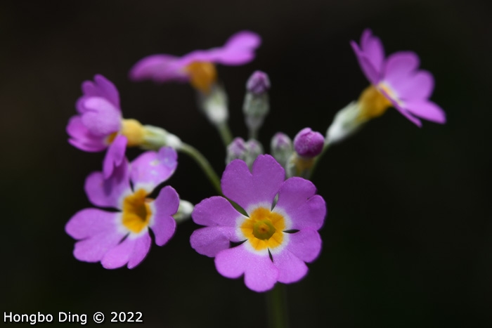 <i>Primula forbesii </i>