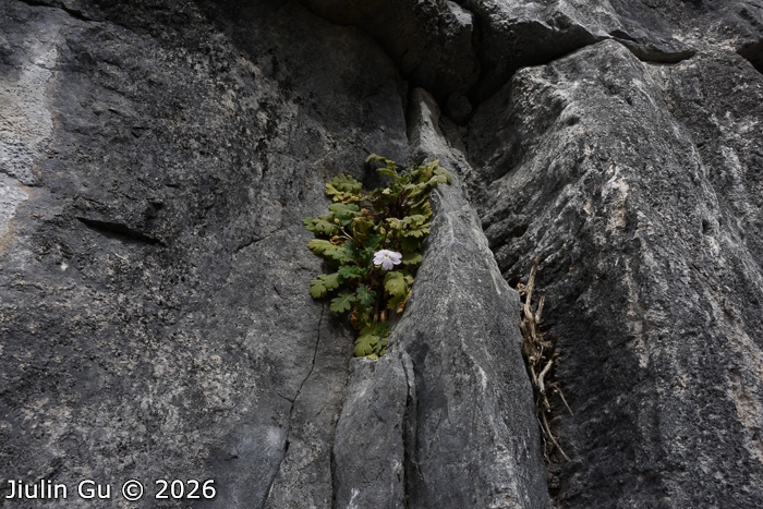 <i>Primula fujiangensis </i>