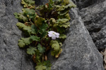 <i>Primula fujiangensis </i>