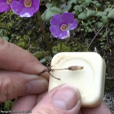 <i>Primula gambeliana </i>