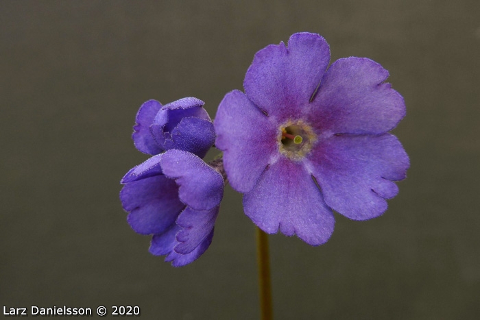<i>Primula gambeliana </i>