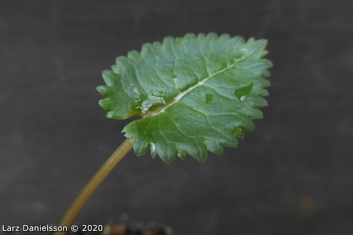 <i>Primula gambeliana </i>