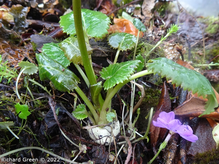 <i>Primula gambeliana </i>