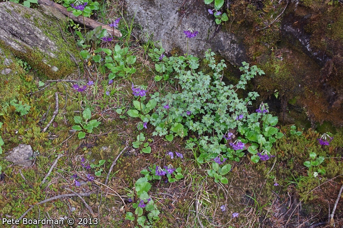 <i>Primula gambeliana </i>
