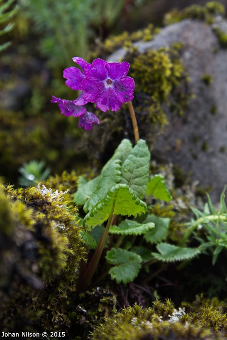 <i>Primula gambeliana </i>