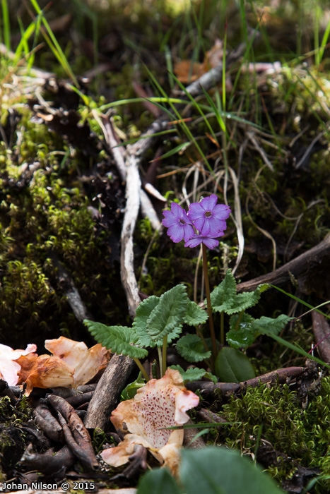 <i>Primula gambeliana </i>