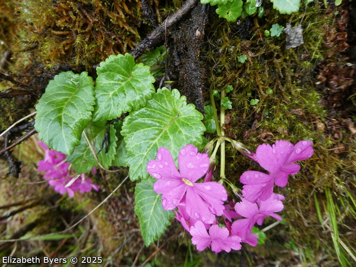 <i>Primula gambeliana </i>