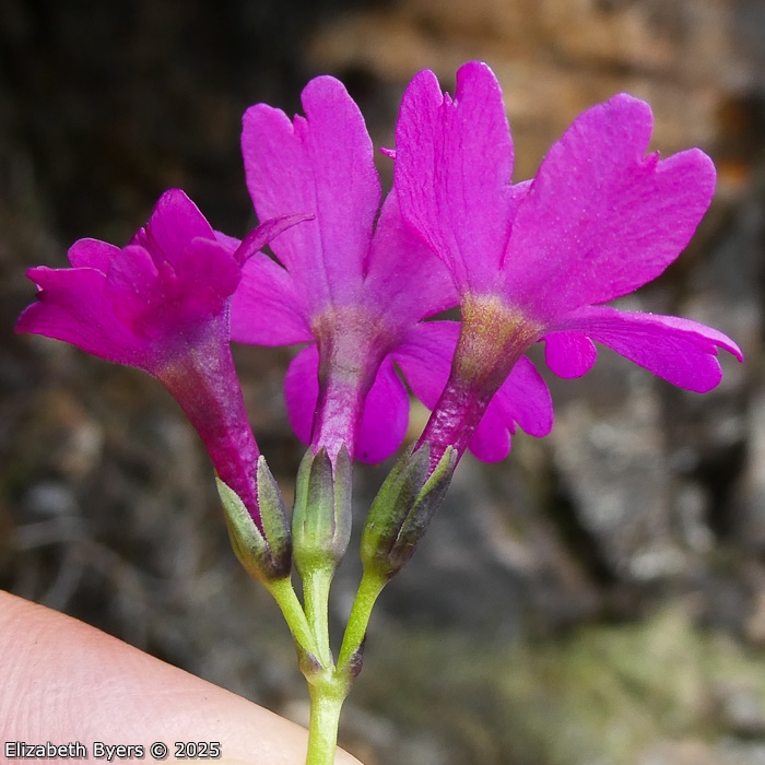 <i>Primula gambeliana </i>