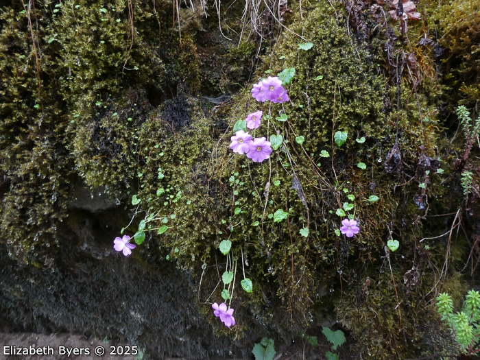 <i>Primula gambeliana </i>