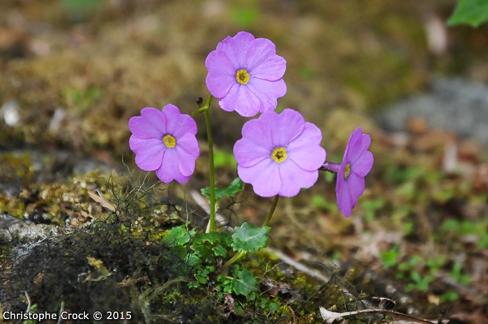 <i>Primula gambeliana </i>