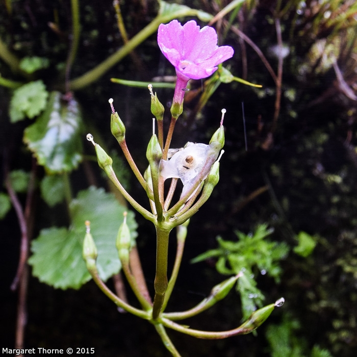 <i>Primula gambeliana </i>