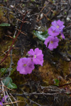<i>Primula gambeliana </i>