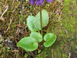 <i>Primula gambeliana </i>