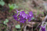 <i>Primula gambeliana </i>