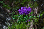 <i>Primula gambeliana </i>