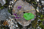 Primula gambleana