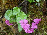 <i>Primula gambeliana </i>