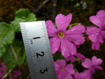 <i>Primula gambeliana </i>