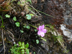 <i>Primula gambeliana </i>