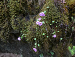 <i>Primula gambeliana </i>