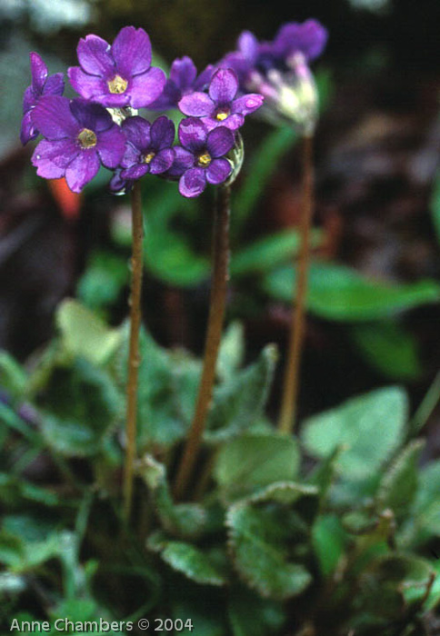 <i>Primula gambleana </i>