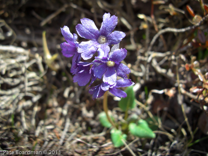 <i>Primula gambleana </i>