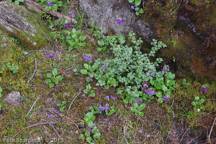 <i>Primula gambleana </i>