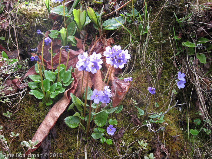 <i>Primula gambleana </i>