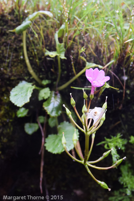 <i>Primula gambleana </i>