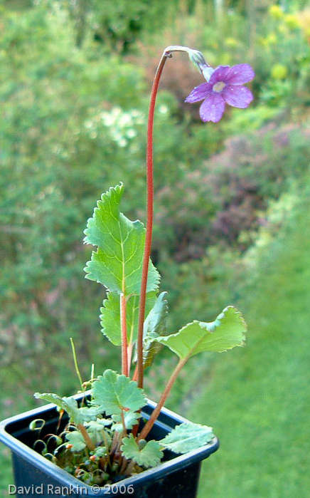 <i>Primula gambleana </i>