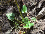 <i>Primula gambleana </i>