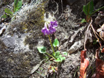 <i>Primula gambleana </i>