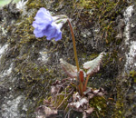 <i>Primula gambleana </i>