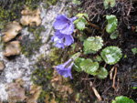 <i>Primula gambleana </i>