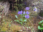 <i>Primula gambleana </i>