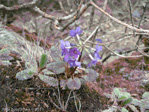 <i>Primula gambleana </i>