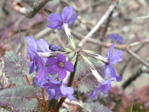 <i>Primula gambleana </i>