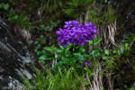 <i>Primula gambleana </i>