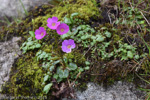 <i>Primula gambleana </i>