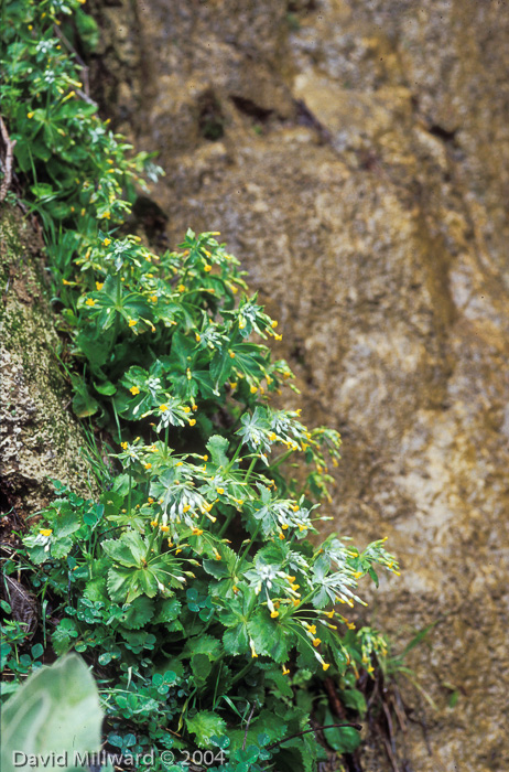 <i>Primula gaubeana </i>