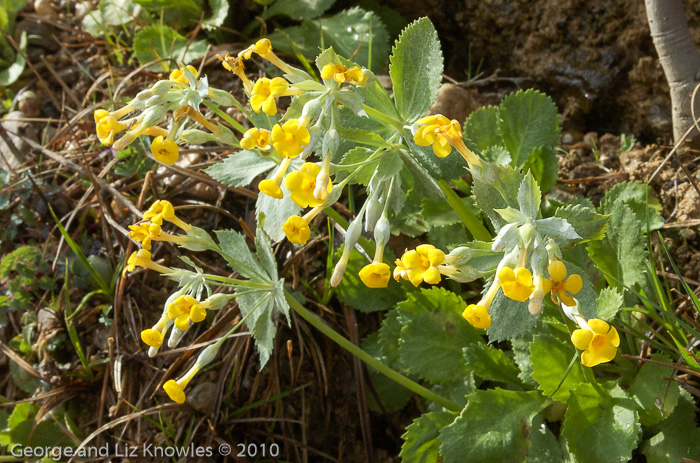 <i>Primula gaubeana </i>