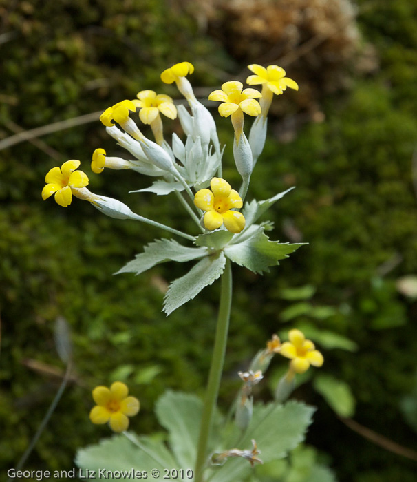 <i>Primula gaubeana </i>