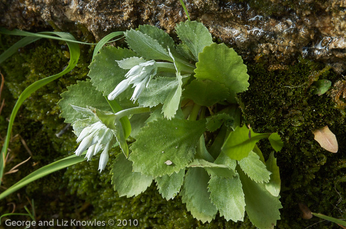 <i>Primula gaubeana </i>