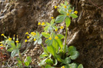 <i>Primula gaubeana </i>